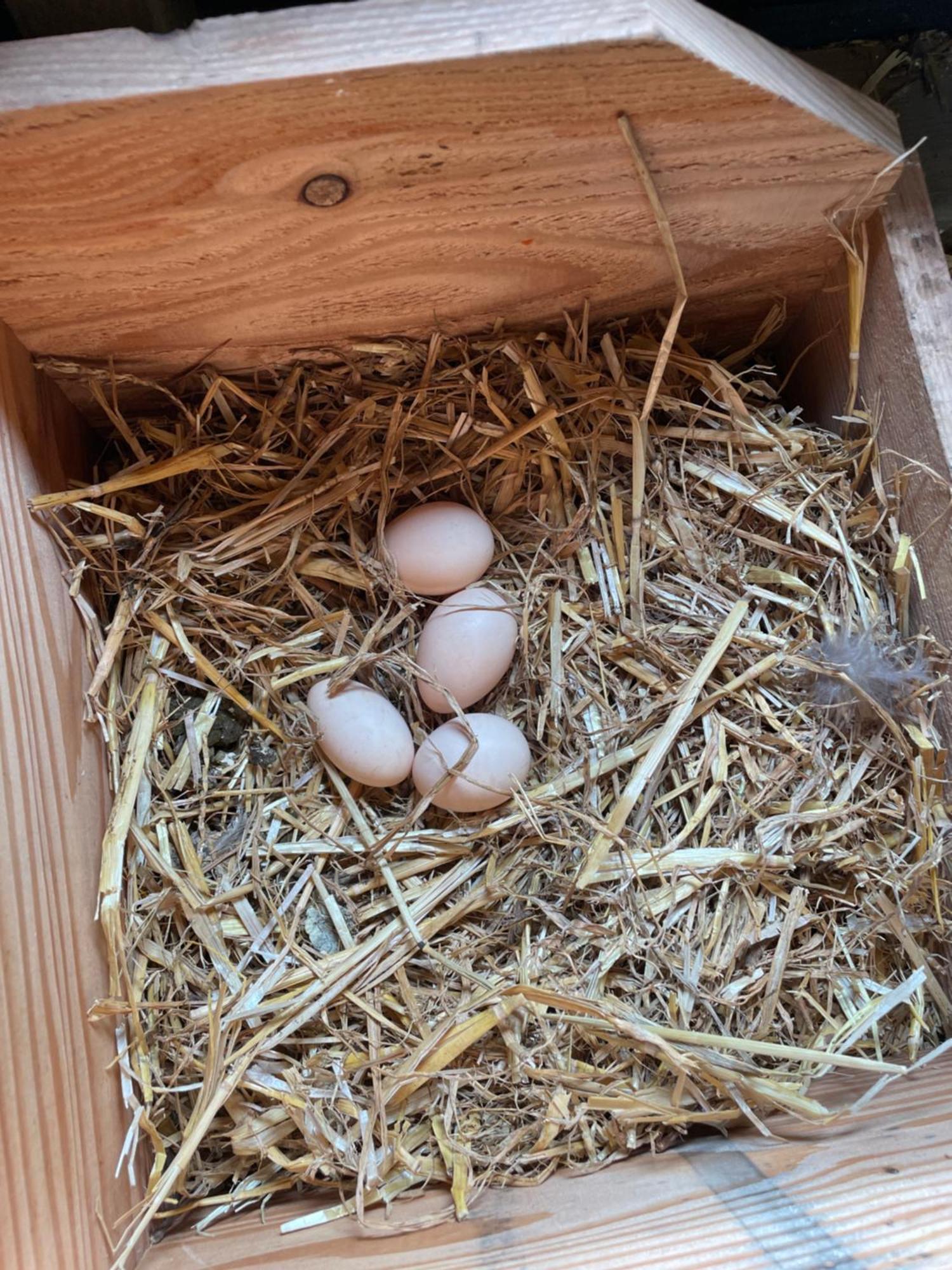 Appartement De Dageraad In Monumentale Boerderij Kimswerd Eksteriør billede